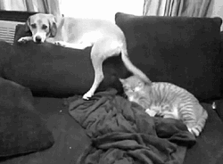 Cat And Dog Meh Moments GIF