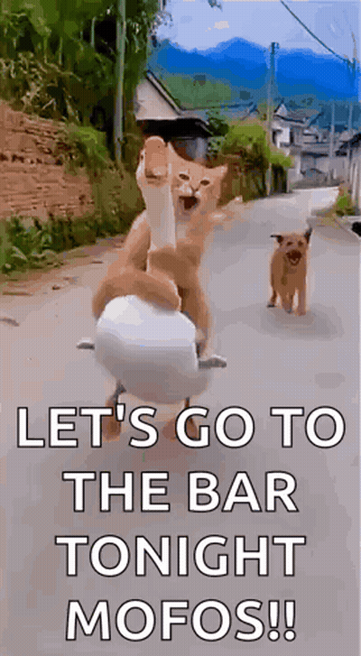 Cat And Dog Riding Duck GIF