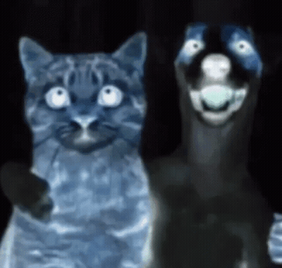 Cat And Dog Side By Side Looking At Camera GIF