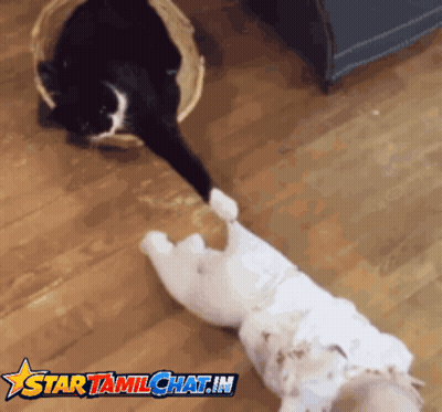 Cat And Dog With Star Tamilchat.in GIF