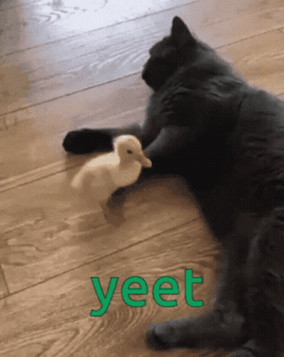 Cat And Duck Laying On Floor With Yeet GIF