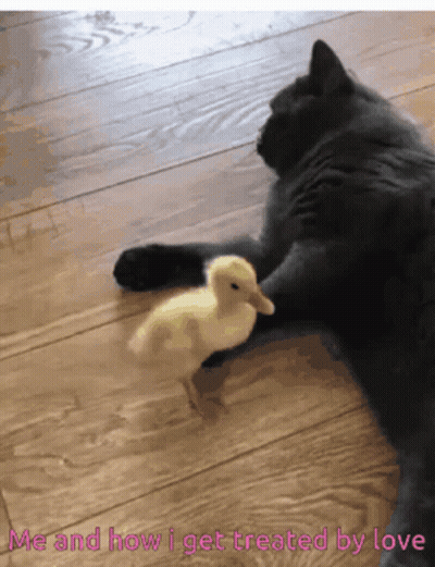 Cat And Duck Saying Me And How I Get Treated By Love GIF
