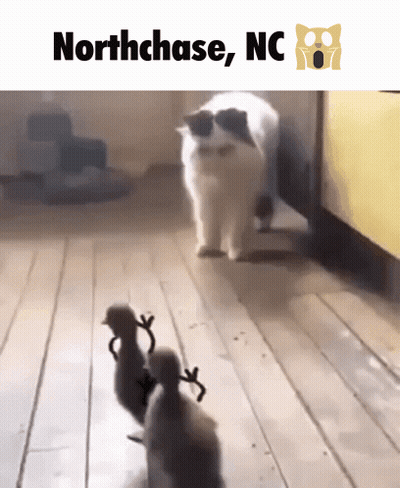 Cat And Duck With Northchase NC GIF