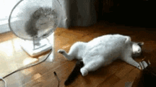 Cat And Electric Fan GIF