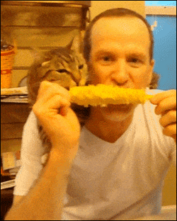 Cat  And FurDad Eating Corn GIF