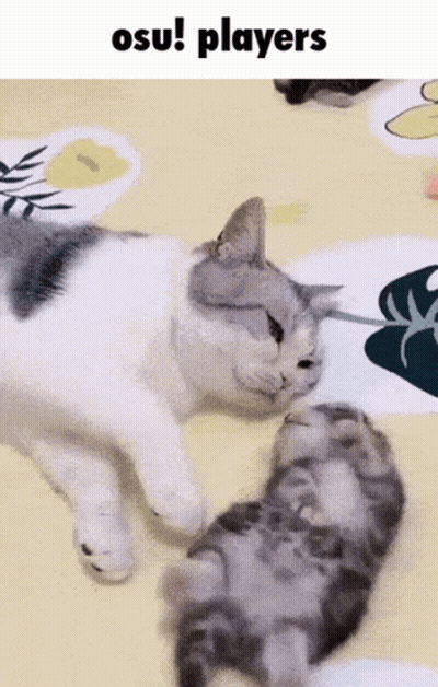 Cat And Kitten Laying On Bed Osu Players GIF