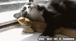 Cat And Lizard Hug Meme GIF