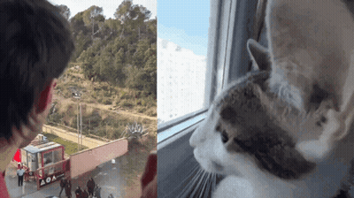 Cat And Man Looking Out Window Truck Saying AOA GIF