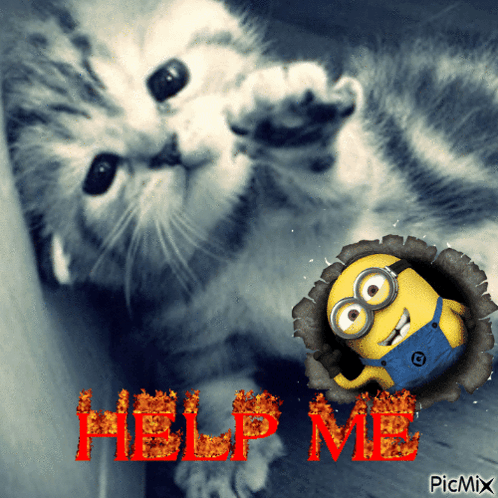 Cat And Minion With Help Me GIF