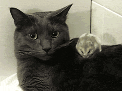 Cat And Mouse Sweet Friendship GIF