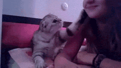 Cat And Owner Kiss You GIF