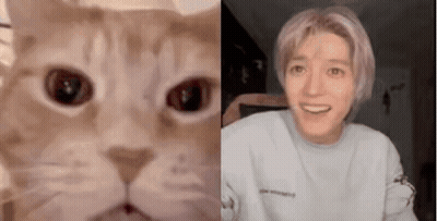 Cat And Person Close Up Faces GIF