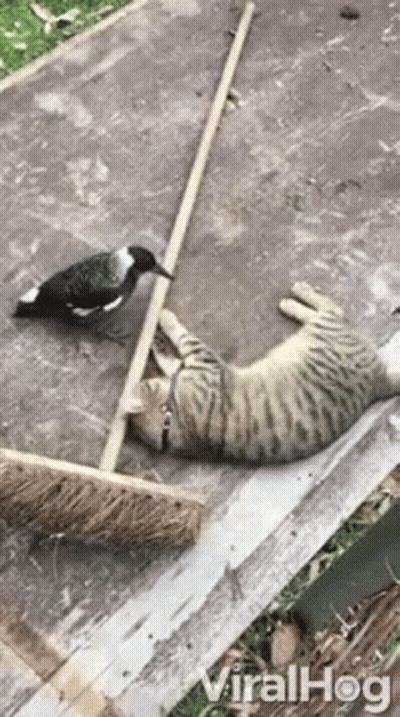 Cat And Pigeon Playing With Broom GIF
