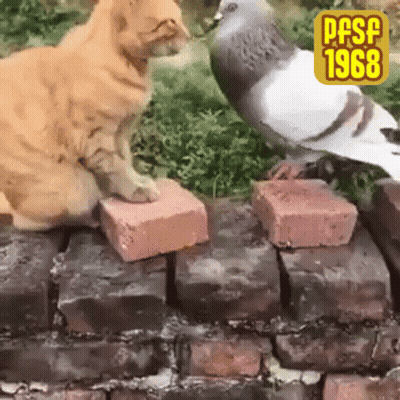 Cat And Pigeon Sitting On Bricks 1968 GIF