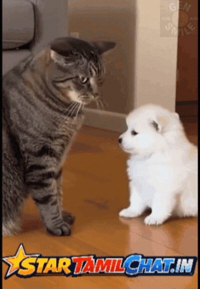 Cat And Puppy Staring At Star Logo GIF