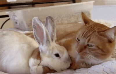 Cat And Rabbit Laying On Bed GIF