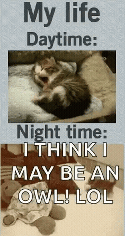 Cat And Stuffed Animal My Life Daytime Nighttime GIF