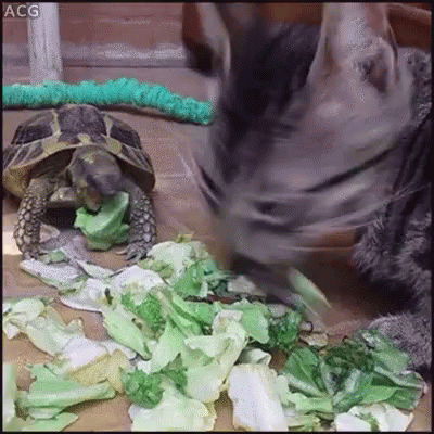Cat And Turtle Eating Lettuce Turtle Eating Cabbage GIF