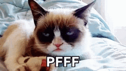 Cat Annoyed Pfft GIF