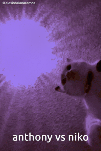 Cat Anthony Vs Niko GIF