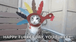 Cat As A Turkey Happy Turkey Day GIF