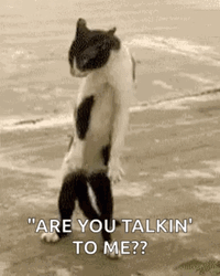 Cat Asking Are You Talking To Me GIF