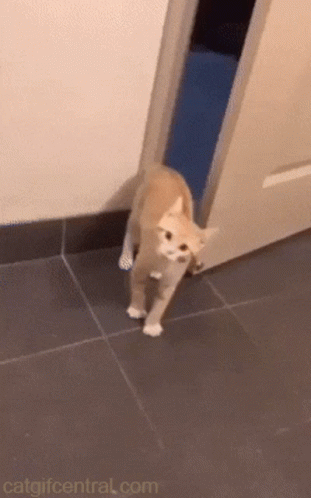 Cat At Door With Catgifcentral.com GIF