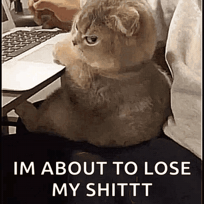 Cat At Laptop Saying I'm About To Lose My Shittt GIF