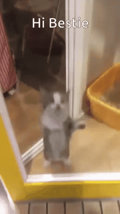 Cat At Yellow Door Saying Hi Bestie GIF