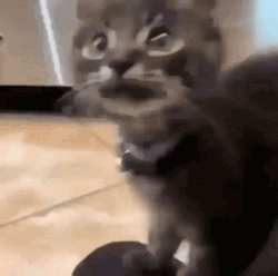 Cat Attack Big Mouth GIF