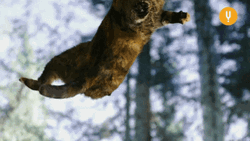 Cat Attack Floating GIF