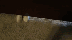 Cat Attack Pawing Wiith Toe GIF