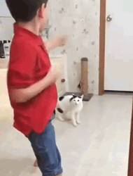 Cat Attacks Little Boy GIF