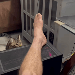 Cat Attacks Man's Leg GIF