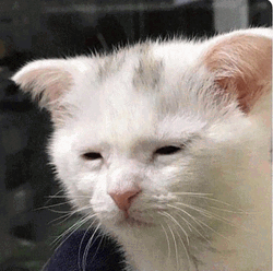 Cat Awake But At What Cost Sleepy Meme GIF