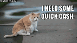 Cat Begging For Cash GIF