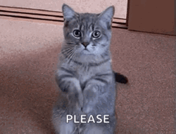 Cat Begging For Food GIF