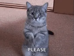 cat-begging-for-food-81hvyrnpzpnzzwsf.we