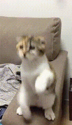 Cat Begging Its Owner GIF | GIFDB.com