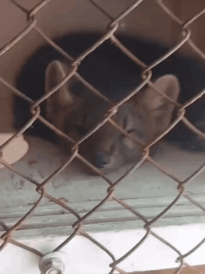 Cat Behind Chain Link Fence Looking Out GIF