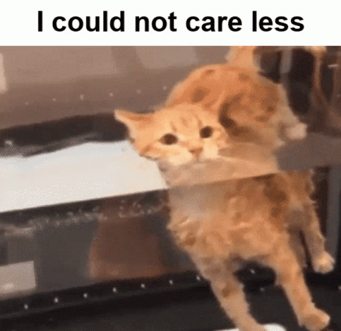 Cat Behind Glass I Could Not Care Less GIF