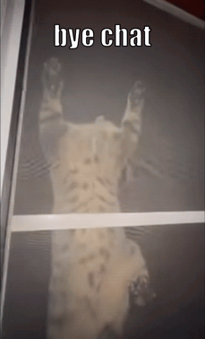 Cat Behind Screen With Bye Chat GIF