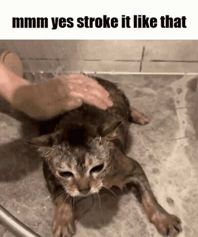 Cat Being Bathed Saying Mmmm Yes Stroke It Like That GIF