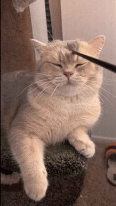 Cat Being Brushed GIF