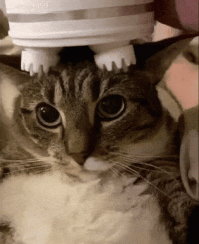 Cat Being Brushed With Toothpaste Dispenser GIF