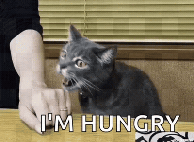 Cat Being Fed At Table With Open Mouth GIF