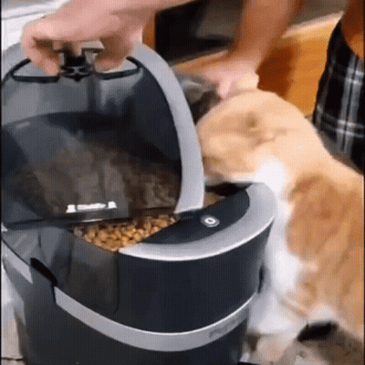 Cat Being Fed Food At Table GIF
