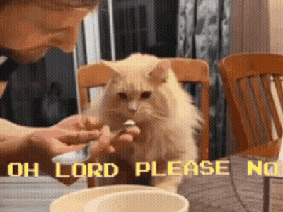 Cat Being Fed Saying Oh Lord Please No GIF