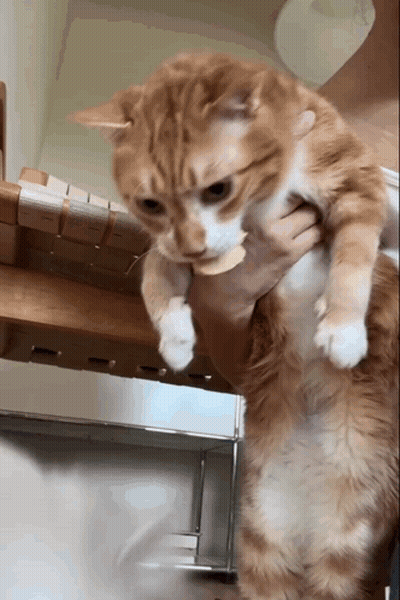 Cat Being Held Looking At Camera GIF