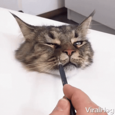 Cat Being Painted With Brush Viralhog GIF